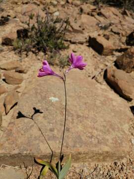 Image of Ixia latifolia D. Delaroche