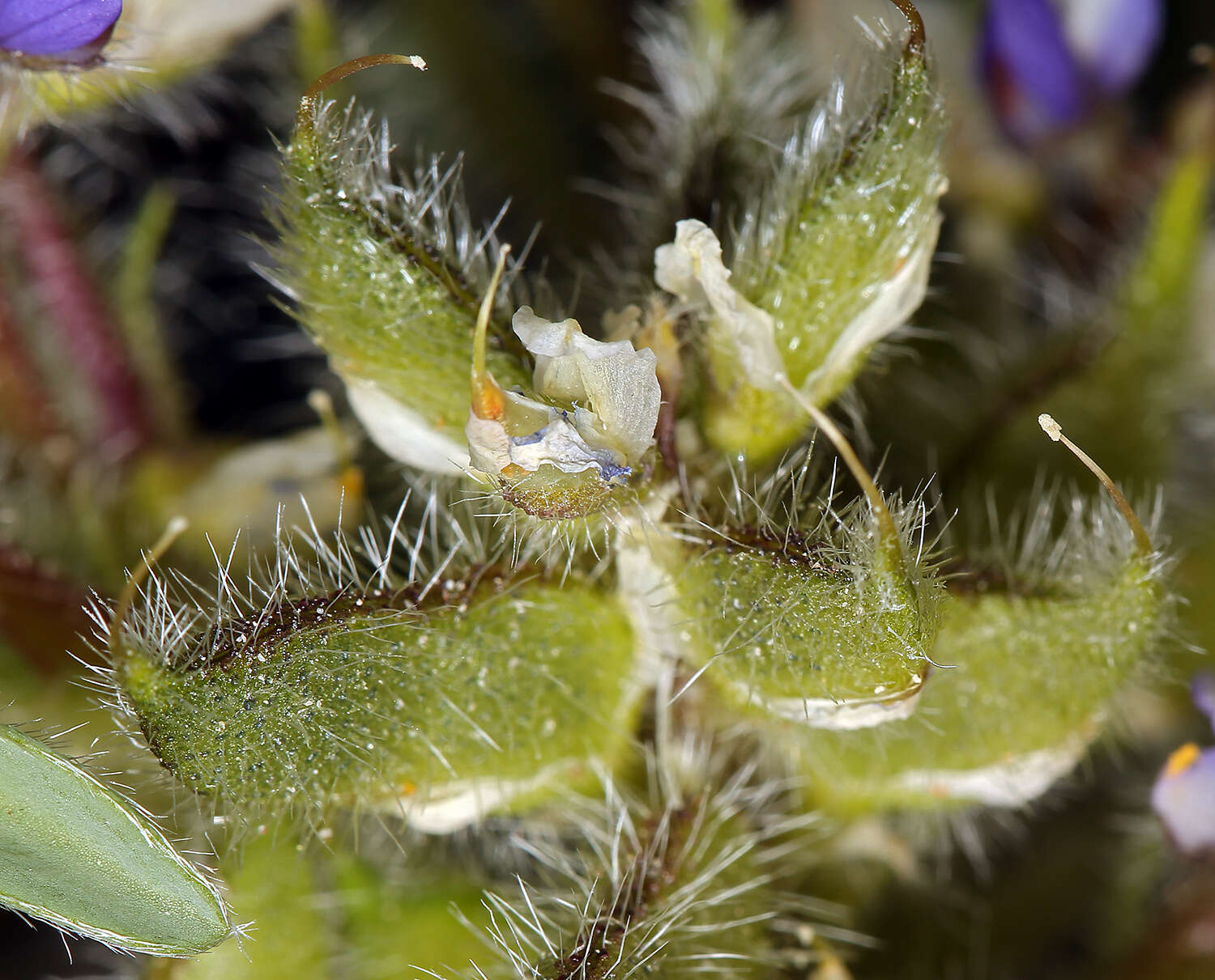 Image of Intermountain lupine