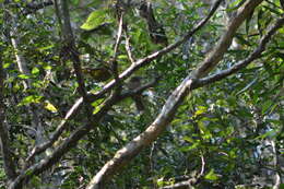 Image of Crescent-chested Puffbird