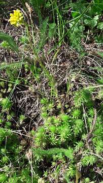 Слика од Petrosedum forsterianum (Sm.) V. Grulich