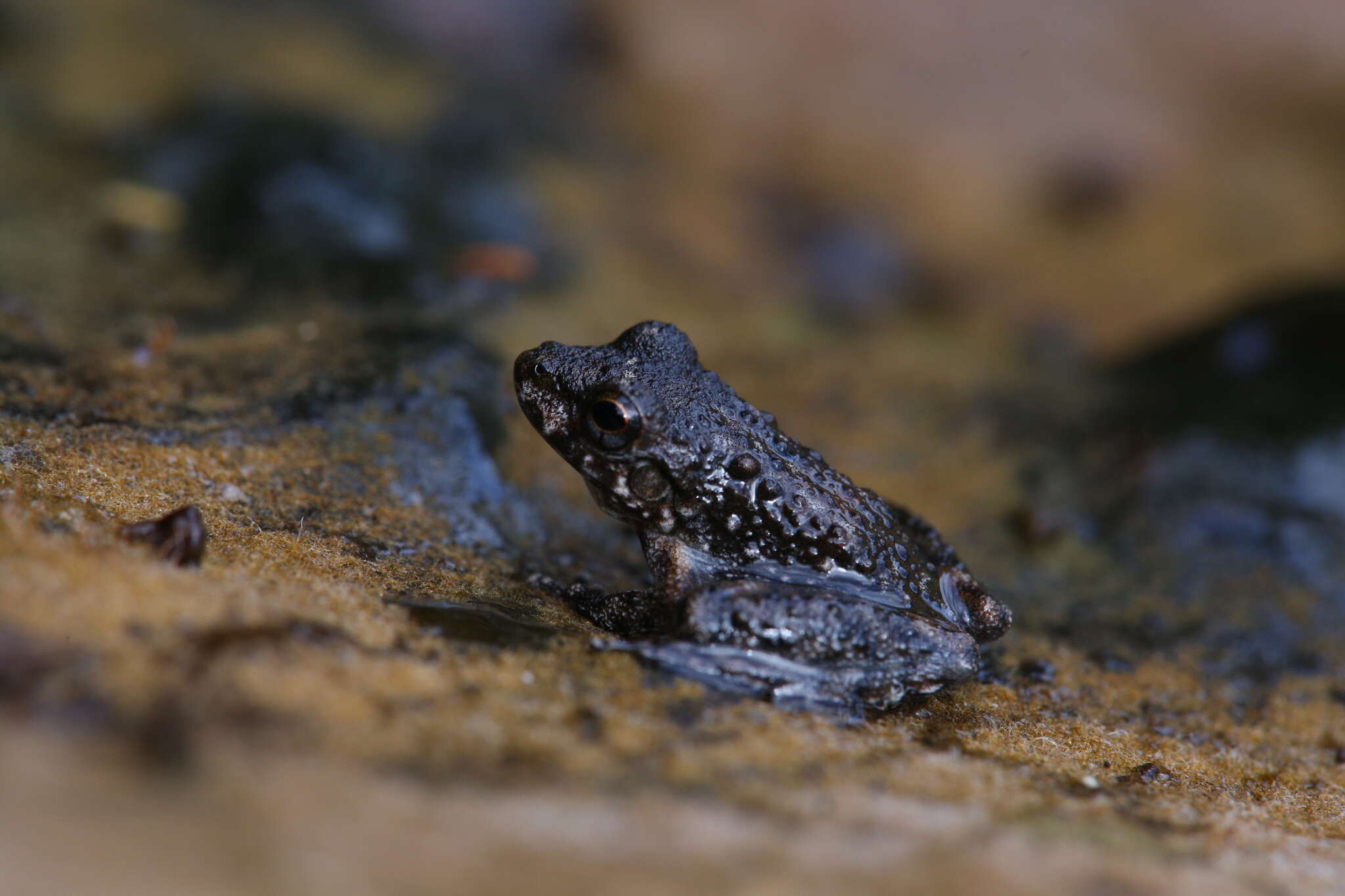 Litoria meiriana (Tyler 1969)的圖片