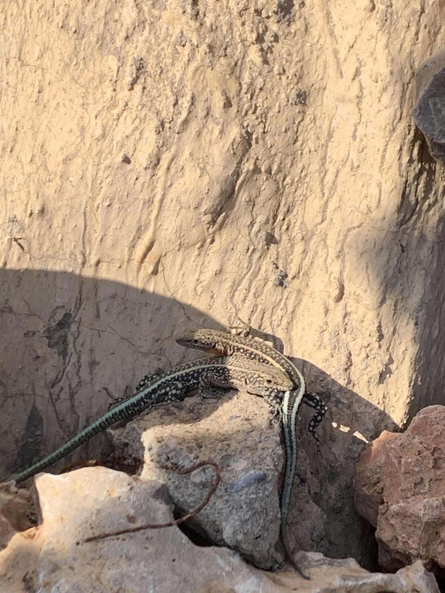 Image of Anatolian Lizard