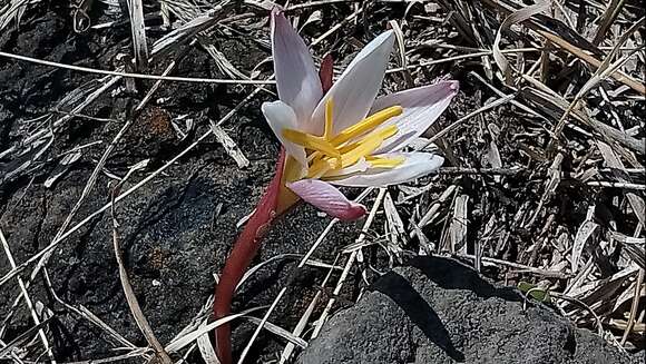 Imagem de Zephyranthes fosteri Traub