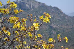 Cochlospermum religiosum (L.) Alston resmi