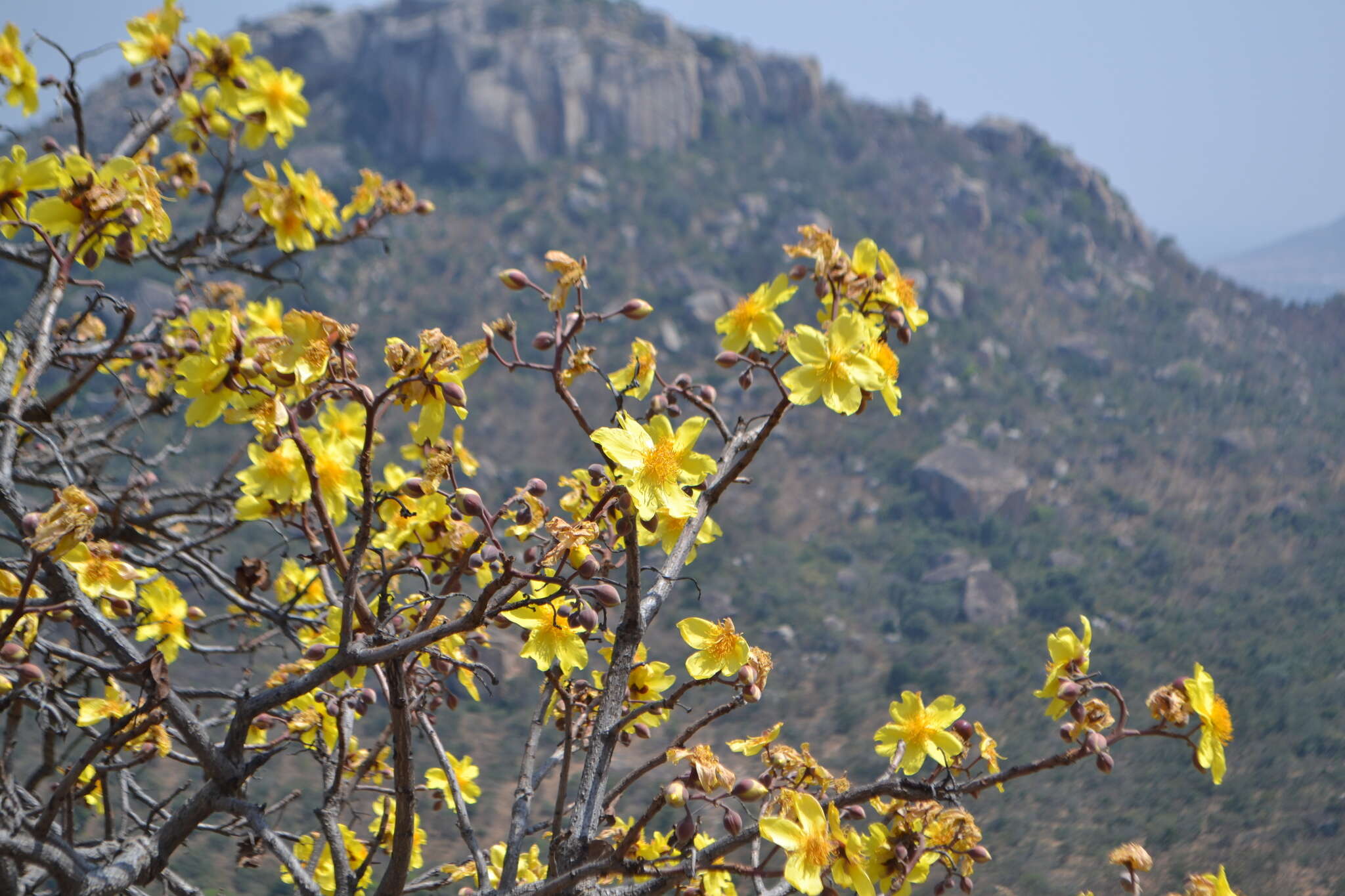 Cochlospermum religiosum (L.) Alston resmi