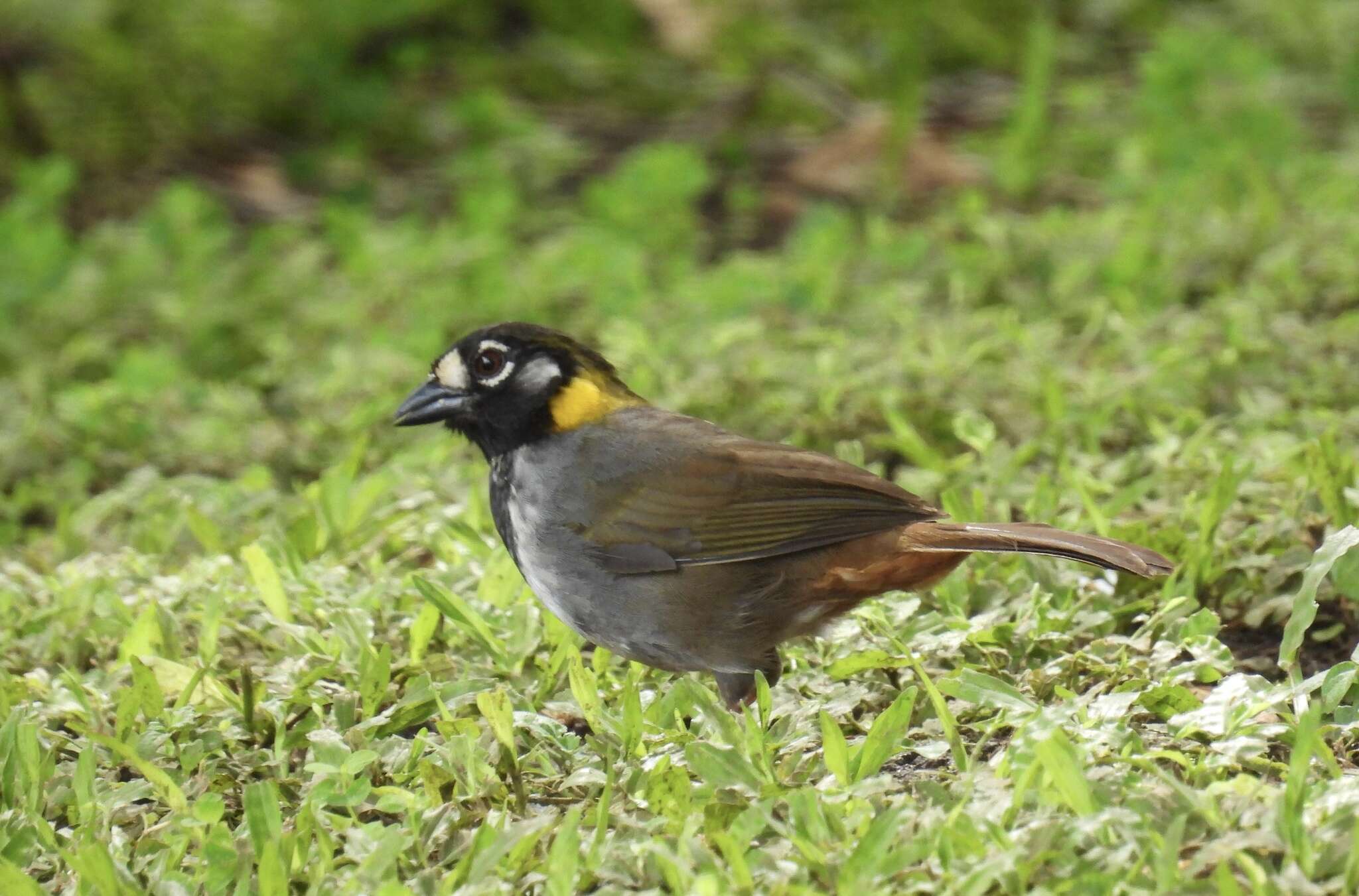 Image of White-eared Ground Sparrow