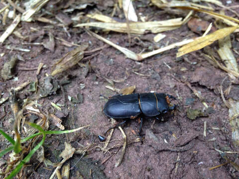 Image of Dorcus parallelipipedus (Linnaeus 1758)