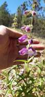 Penstemon leonensis Straw的圖片