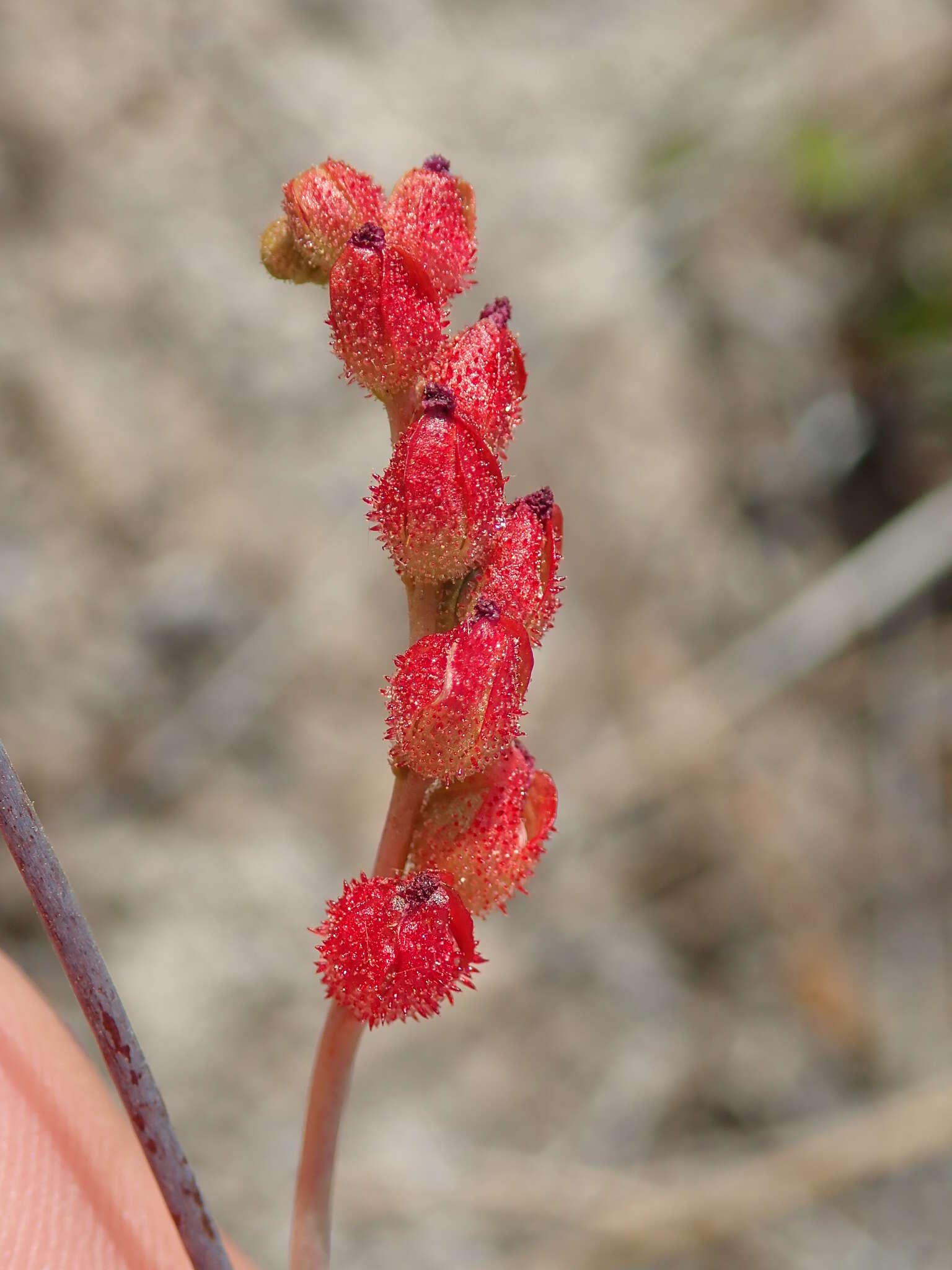 Image of Drosera sessilifolia St. Hil.