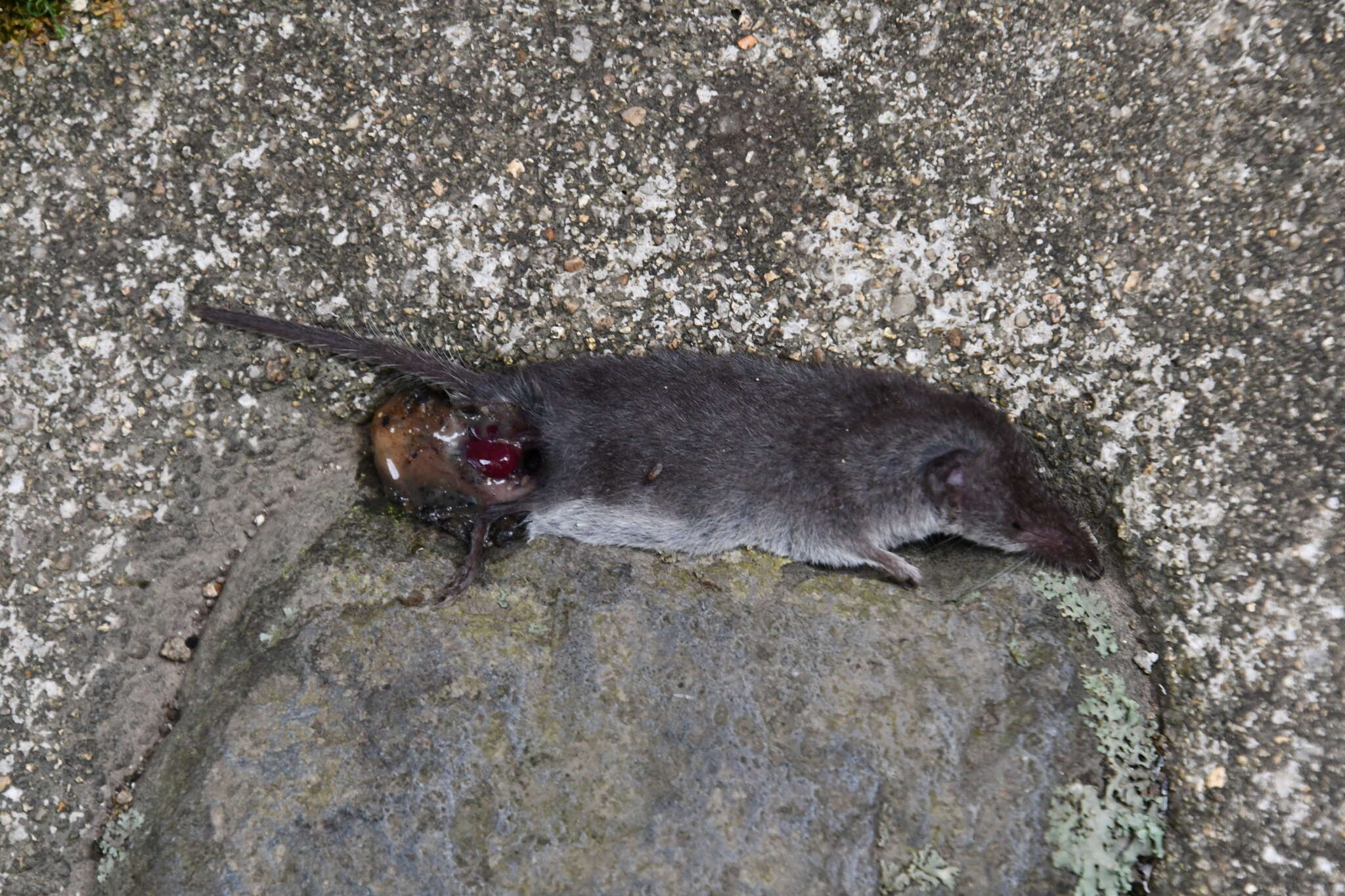 Image of Asian Lesser White-toothed Shrew