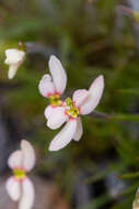 Image of Stylidium uniflorum subsp. uniflorum