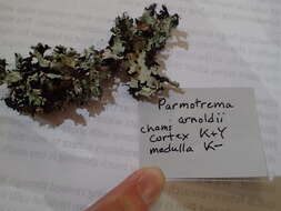 Image of Arnold's parmotrema lichen