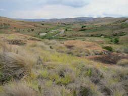 Image of Styppeiochloa hitchcockii (A. Camus) Cope