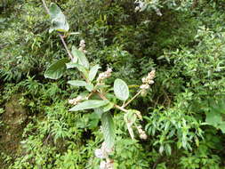 Image of Ceanothus caeruleus Lag.