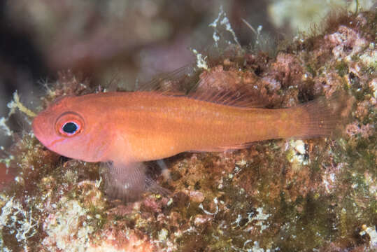 Image of Yellow-red pygmygoby