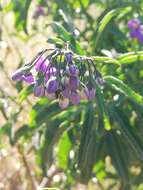 Image of Chilean Nightshade Chilean