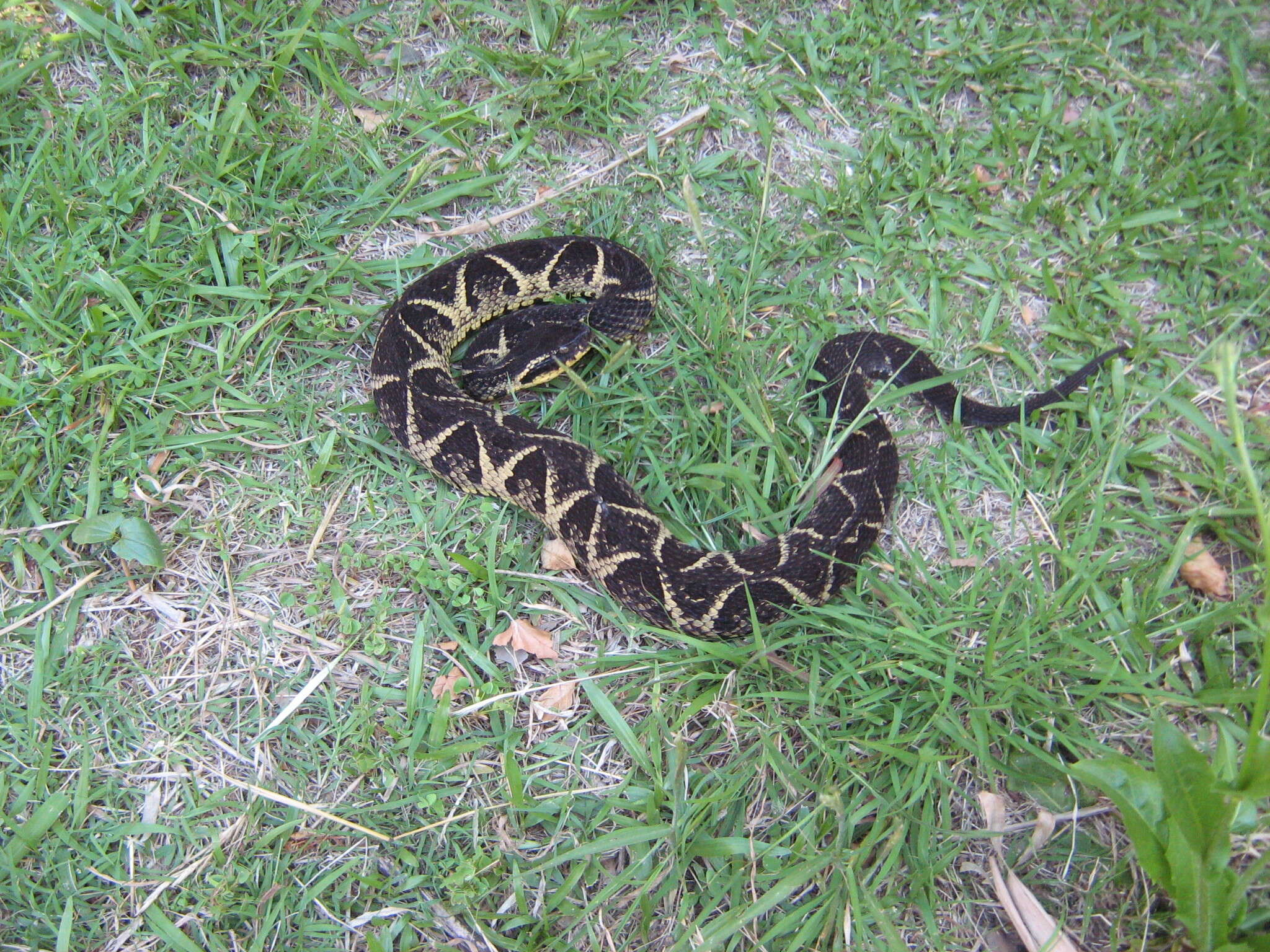 صورة Bothrops jararacussu Lacerda 1884