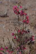 Image of Hermannia stricta (E. Mey. ex Turcz.) Harv.