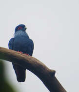 Image of blue pigeon