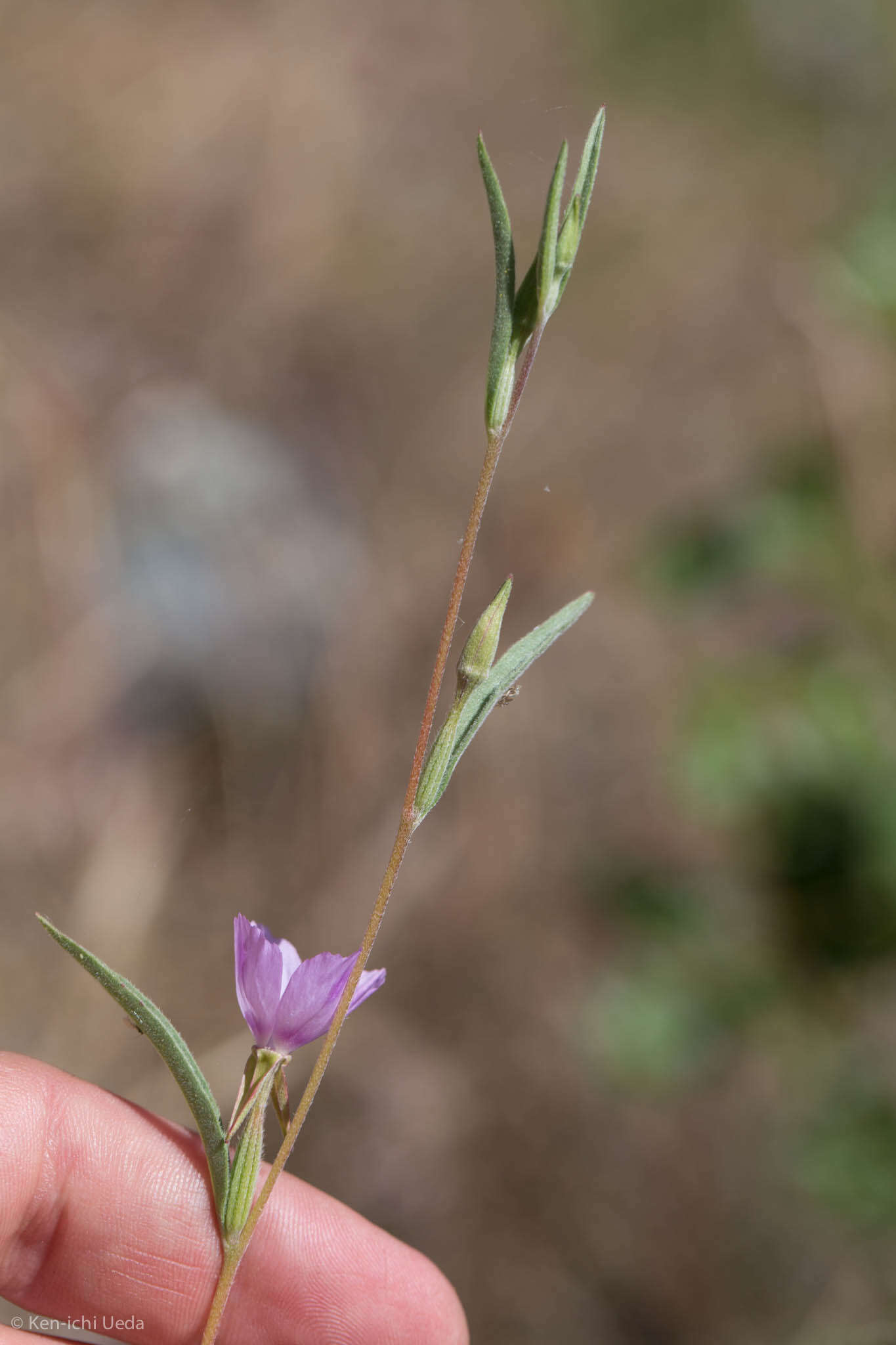 Image of winecup clarkia