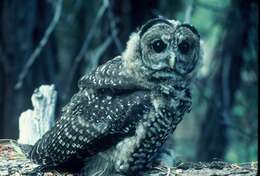 Image of California Spotted Owl