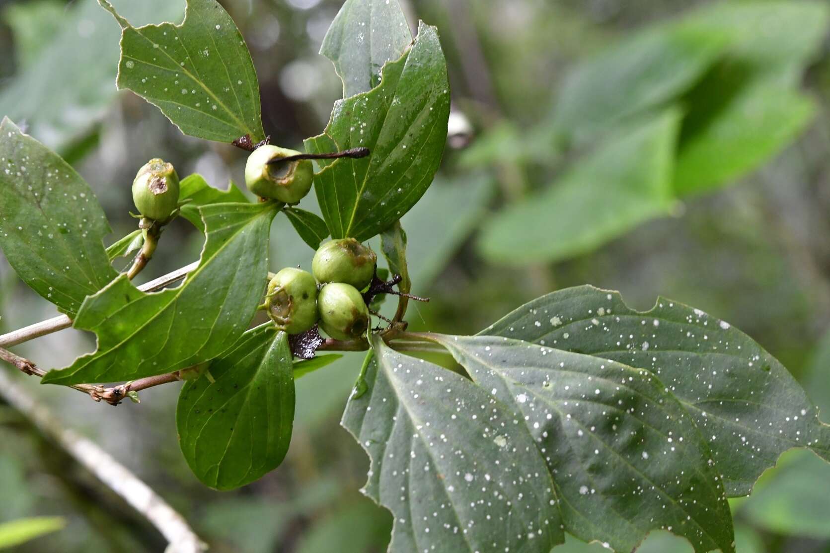 Imagem de Bouvardia dictyoneura Standl.