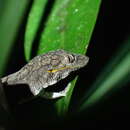 Image of Symmetrical Gecko