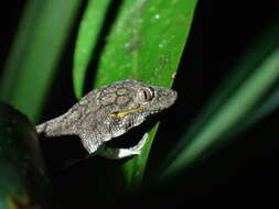 Image of Symmetrical Gecko