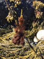 Image of Vertebrata lanosa
