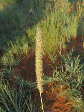 Image of wool grass