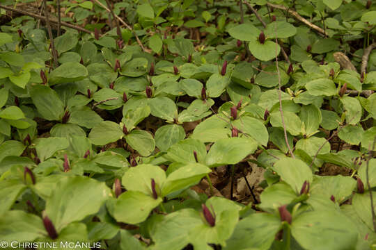 Image of toadshade