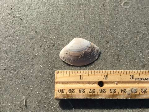 Image of Atlantic surf clam