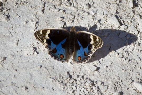 Image of Junonia orithya here Lang 1884