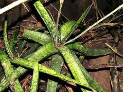 Image of Gasteria batesiana G. D. Rowley