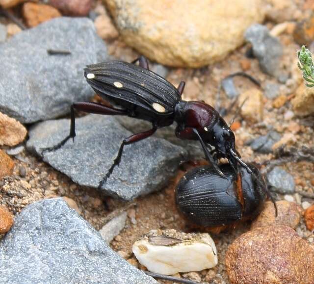 Image of Anthia (Termophilum) decemguttata (Linnaeus 1764)