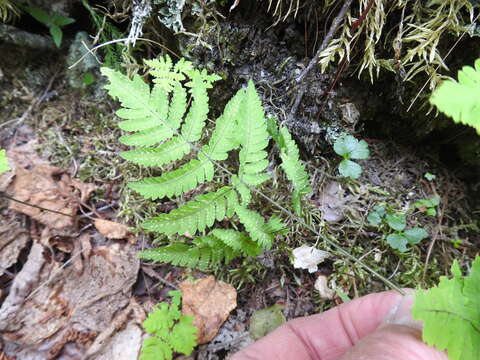 Image of Asian oakfern