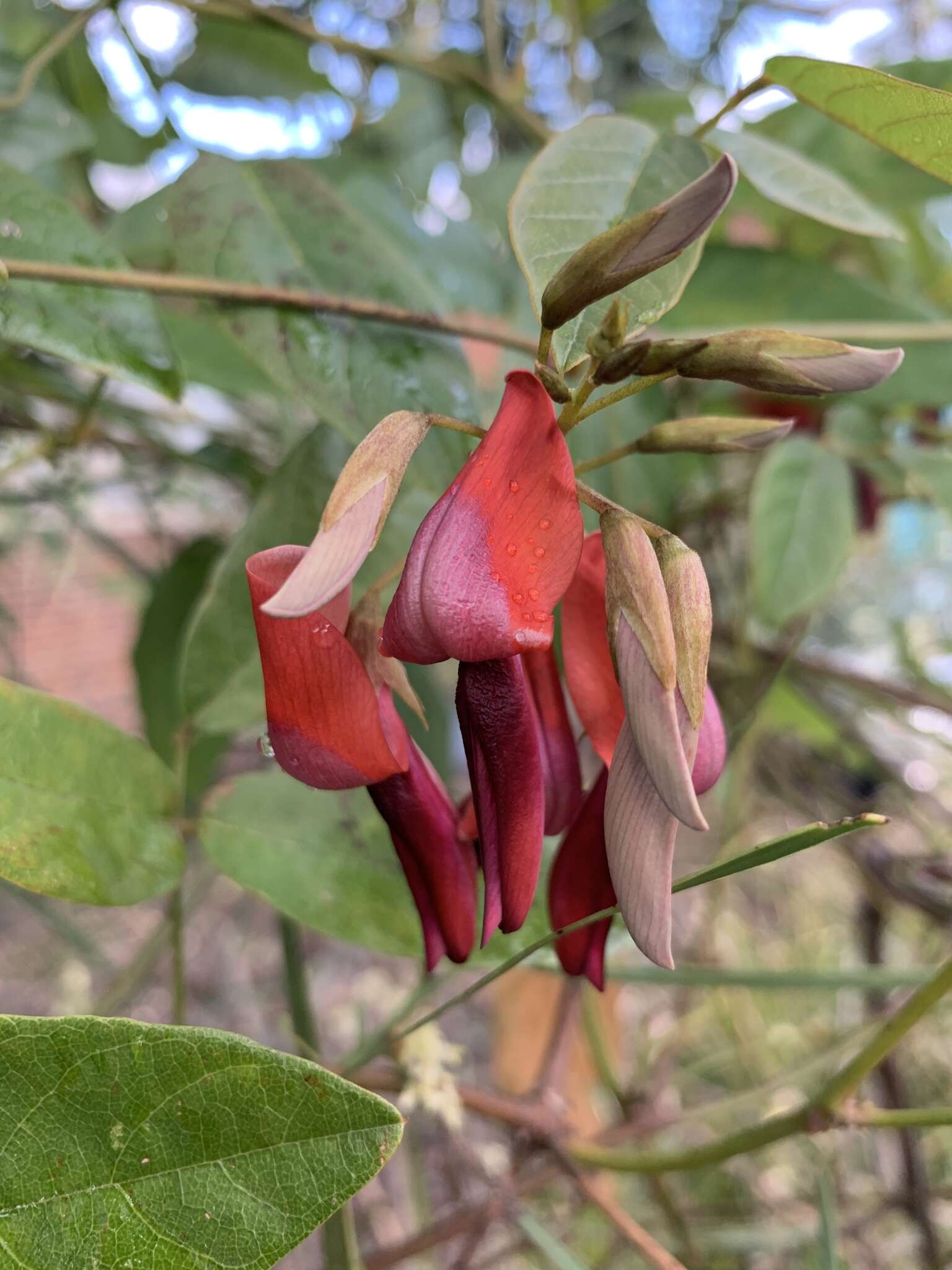 Image of Kennedia rubicunda Vent.