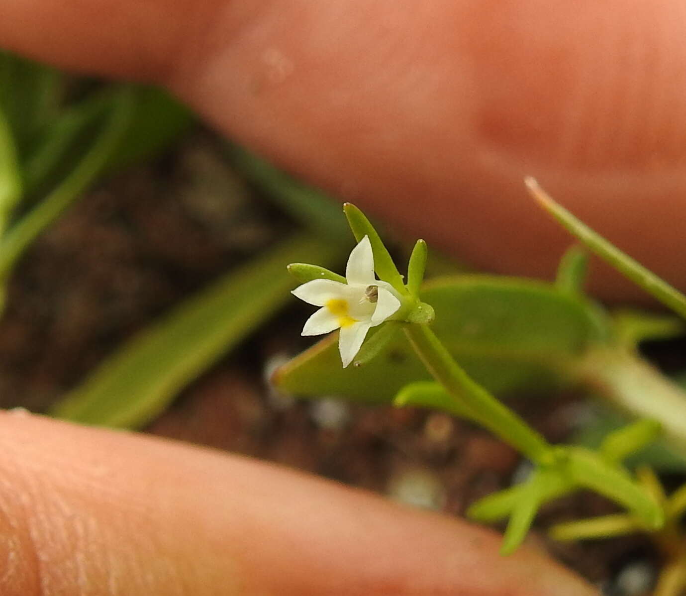 Image of Dwarf Calico-Flower