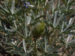 Image of Blunt-lobe Lupine