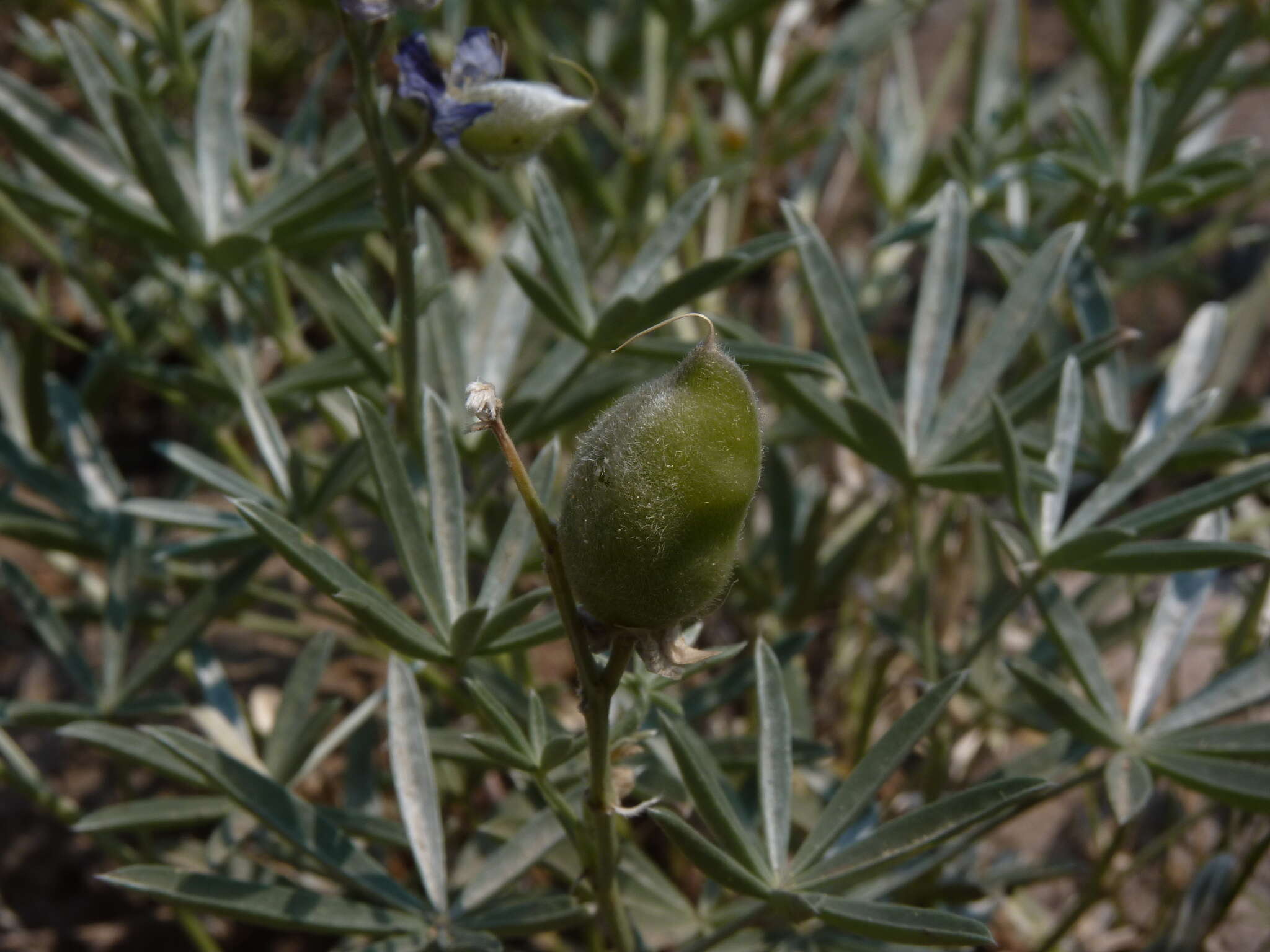 Image of Blunt-lobe Lupine