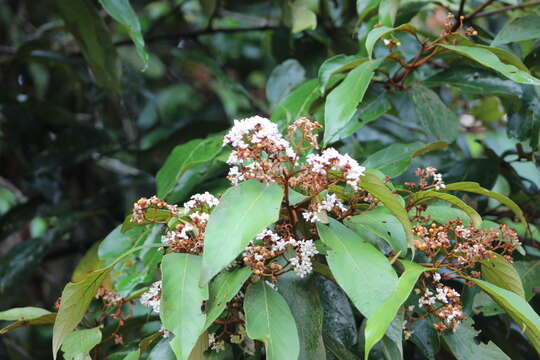 Image of Nectandra oppositifolia Nees & Mart. ex Nees