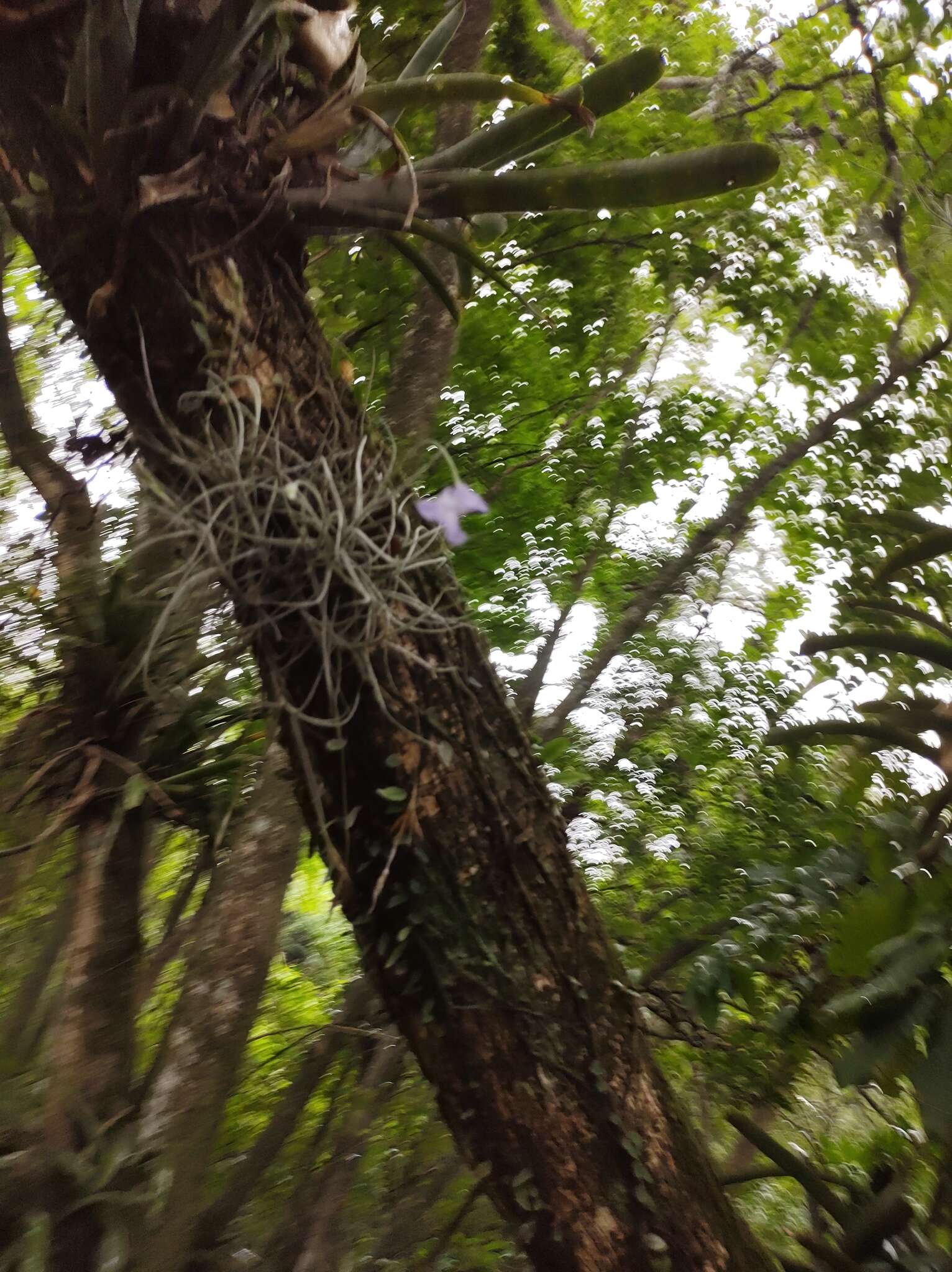 Image of Tillandsia mallemontii Glaz. ex Mez