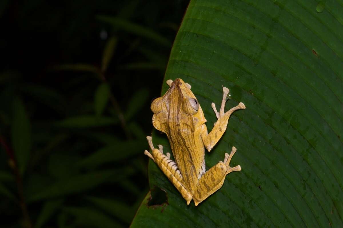 Image of File-Eared Tree Frog