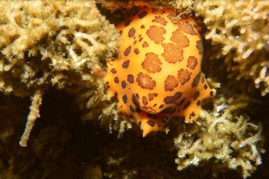 Image of Peltodoris mullineri Millen & Bertsch 2000