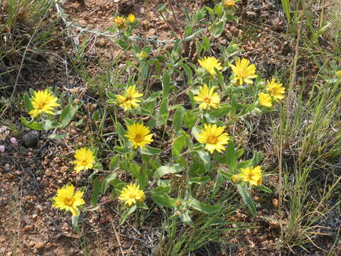 Слика од <i>Heterotheca resinolens</i>