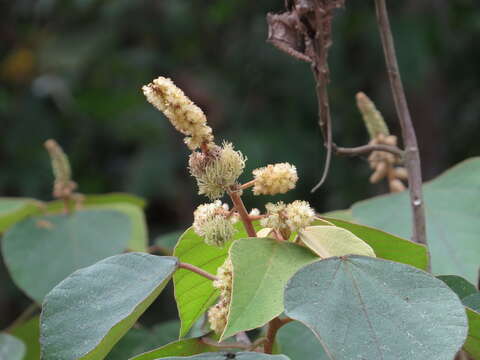 Image de Mallotus mollissimus (Geiseler) Airy Shaw