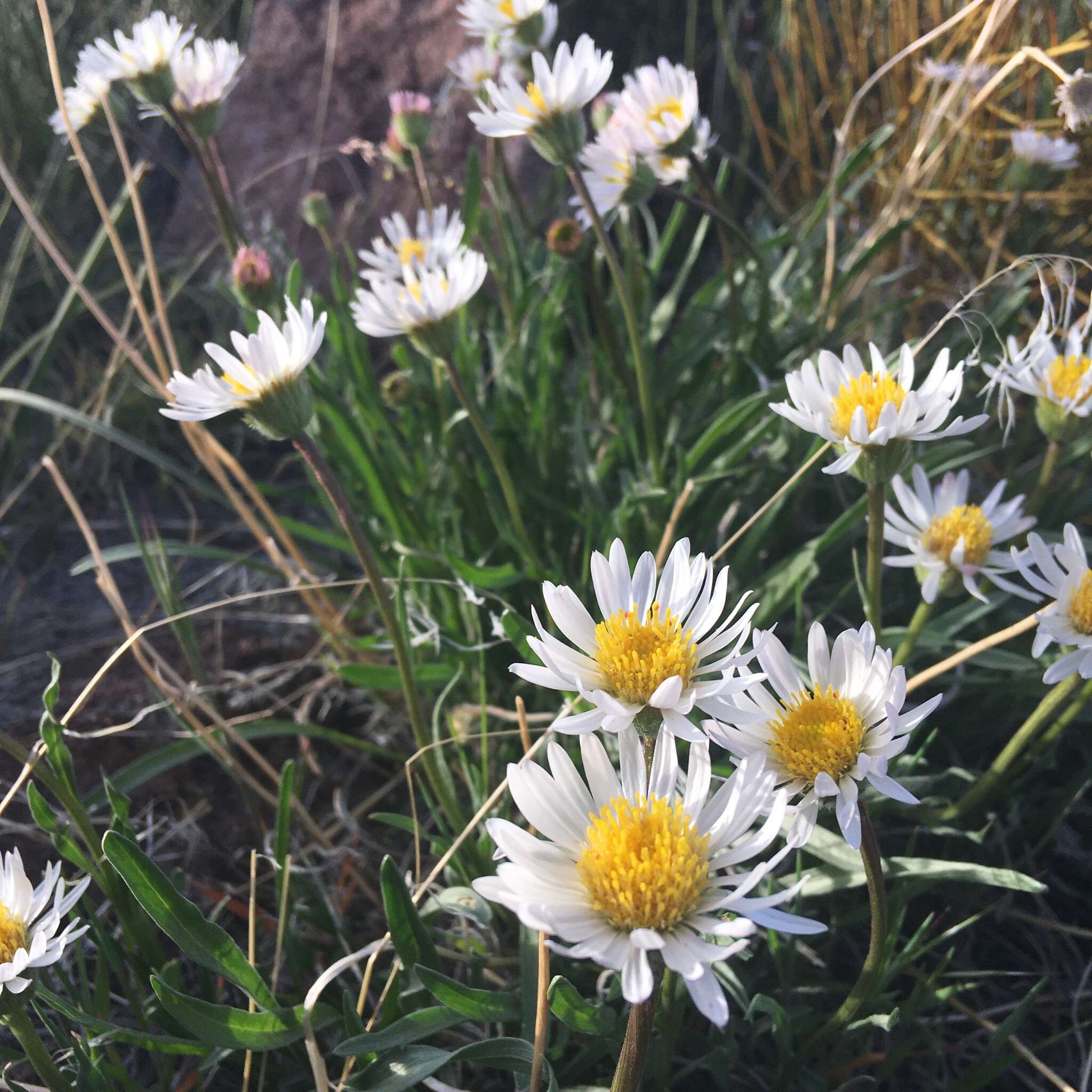 Image de Erigeron eatonii var. nevadincola (S. F. Blake) G. L. Nesom