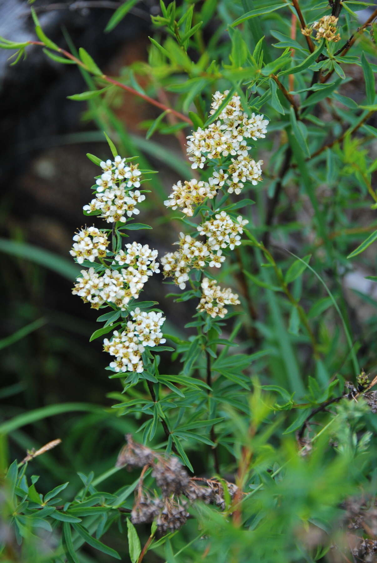 Image de Spiraea alpina Pall.