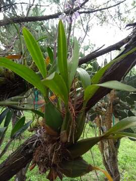 Слика од Oncidium tigrinum Lex.