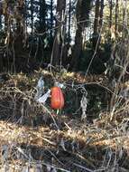 Image of Japanese snake gourd